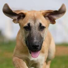 RICKY, Hund, Deutscher Schäferhund-Mix in Spanien - Bild 6