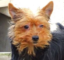 ZITA, Hund, Yorkshire Terrier-Mix in Sparneck - Bild 1