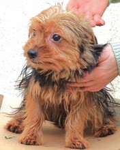 ZITA, Hund, Yorkshire Terrier-Mix in Sparneck - Bild 2