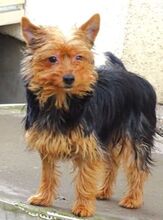 ZITA, Hund, Yorkshire Terrier-Mix in Sparneck - Bild 5