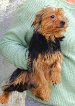 ZITA, Hund, Yorkshire Terrier-Mix in Sparneck - Bild 6