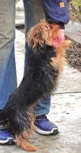 ZITA, Hund, Yorkshire Terrier-Mix in Sparneck - Bild 7