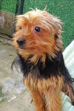 ZITA, Hund, Yorkshire Terrier-Mix in Sparneck - Bild 8