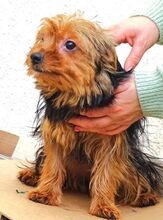 ZITA, Hund, Yorkshire Terrier-Mix in Sparneck - Bild 9