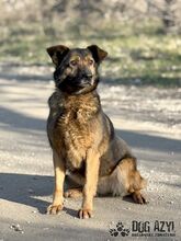 NOVA, Hund, Mischlingshund in Slowakische Republik - Bild 1