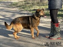 NOVA, Hund, Mischlingshund in Slowakische Republik - Bild 3