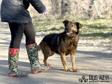 NOVA, Hund, Mischlingshund in Slowakische Republik - Bild 6