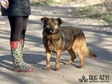 NOVA, Hund, Mischlingshund in Slowakische Republik - Bild 8