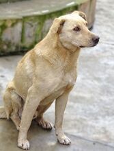 BELI, Hund, Mischlingshund in Rumänien - Bild 7