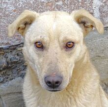 BELI, Hund, Mischlingshund in Gefrees