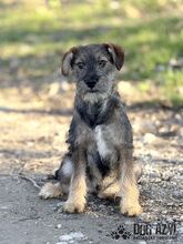 PENTIN, Hund, Mischlingshund in Slowakische Republik - Bild 1