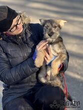 PENTIN, Hund, Mischlingshund in Slowakische Republik - Bild 10