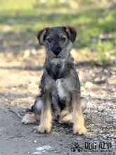 PENTIN, Hund, Mischlingshund in Slowakische Republik - Bild 2