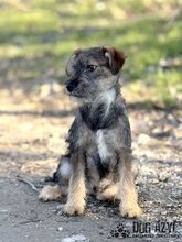 PENTIN, Hund, Mischlingshund in Slowakische Republik - Bild 3