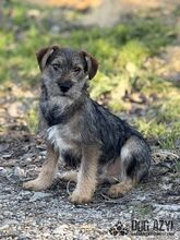 PENTIN, Hund, Mischlingshund in Slowakische Republik - Bild 4