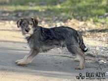 PENTIN, Hund, Mischlingshund in Slowakische Republik - Bild 5