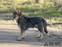 PENTIN, Hund, Mischlingshund in Slowakische Republik - Bild 6