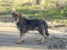 PENTIN, Hund, Mischlingshund in Slowakische Republik - Bild 7