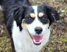 BIBI, Hund, Border Collie-Mix in Gefrees - Bild 1