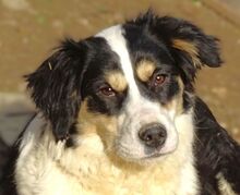 BIBI, Hund, Border Collie-Mix in Gefrees - Bild 10