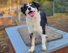 BIBI, Hund, Border Collie-Mix in Gefrees - Bild 3