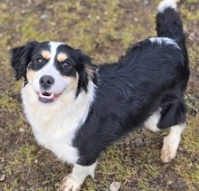 BIBI, Hund, Border Collie-Mix in Gefrees - Bild 4