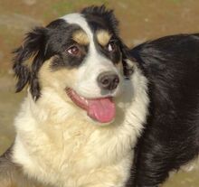 BIBI, Hund, Border Collie-Mix in Gefrees - Bild 5