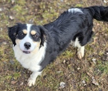 BIBI, Hund, Border Collie-Mix in Gefrees - Bild 6