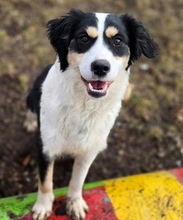 BIBI, Hund, Border Collie-Mix in Gefrees - Bild 7