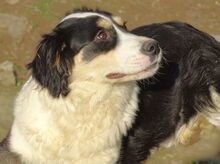 BIBI, Hund, Border Collie-Mix in Gefrees - Bild 8