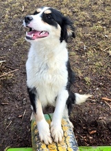 BIBI, Hund, Border Collie-Mix in Gefrees - Bild 9