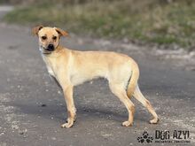 ROMINA, Hund, Mischlingshund in Slowakische Republik - Bild 10