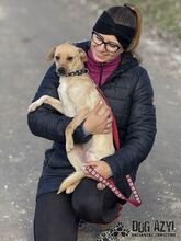 ROMINA, Hund, Mischlingshund in Slowakische Republik - Bild 2