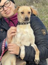 ROMINA, Hund, Mischlingshund in Slowakische Republik - Bild 3