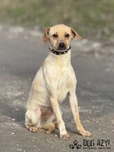 ROMINA, Hund, Mischlingshund in Slowakische Republik - Bild 4