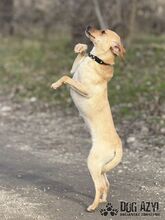 ROMINA, Hund, Mischlingshund in Slowakische Republik - Bild 9