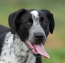 KIKO, Hund, Labrador-Mix in Spanien - Bild 1