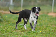 KIKO, Hund, Labrador-Mix in Spanien - Bild 2