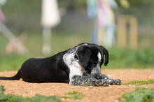 KIKO, Hund, Labrador-Mix in Spanien - Bild 4