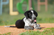 KIKO, Hund, Labrador-Mix in Spanien - Bild 5