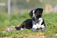 KIKO, Hund, Labrador-Mix in Spanien - Bild 6