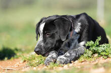 KIKO, Hund, Labrador-Mix in Spanien - Bild 7