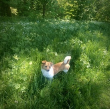 SUMMER, Hund, Mischlingshund in Kronach - Bild 10