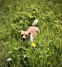 SUMMER, Hund, Mischlingshund in Kronach - Bild 11