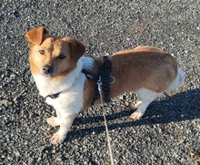 SUMMER, Hund, Mischlingshund in Kronach - Bild 6