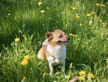 SUMMER, Hund, Mischlingshund in Kronach - Bild 7