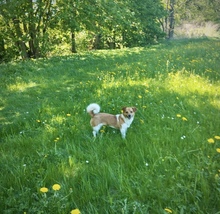 SUMMER, Hund, Mischlingshund in Kronach - Bild 8
