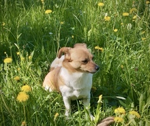 SUMMER, Hund, Mischlingshund in Kronach - Bild 9