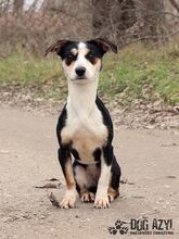 WINNIE, Hund, Mischlingshund in Slowakische Republik - Bild 1