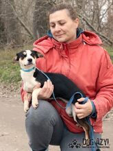 WINNIE, Hund, Mischlingshund in Slowakische Republik - Bild 11